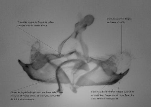 Coleophora argentula